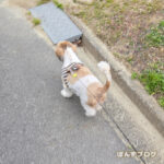 久しぶりのもふダッシュ