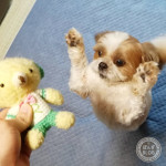 かぼすの居ぬ間に、ぽんずアタック！