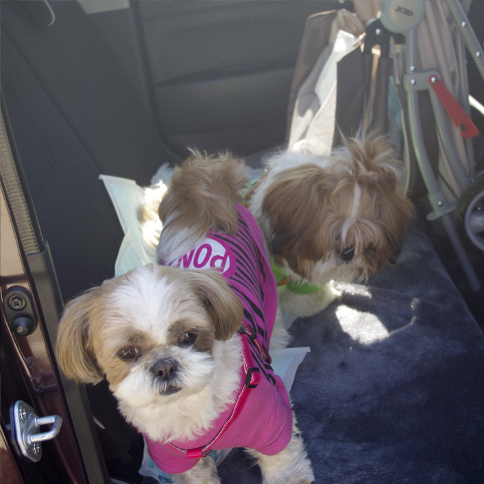 かぼす、ドッグランデビュー！