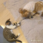 かぼすとはっさくが遊んでる！！