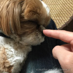 こちょ、こちょ、こちょ