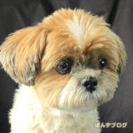 こう見えて、シニア犬？