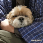 天然かぼカイロ