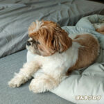 何かを考える、かぼす。