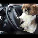 もふもふ仮免教習！