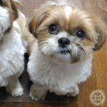 表情豊かな（？）かぼす。