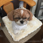 避けまくる、かぼす。