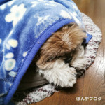 家の中では、まんじゅう。