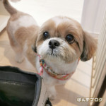 トリマーさんに毎度驚かされます。