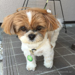 かぼす、赤みが引いてきました！