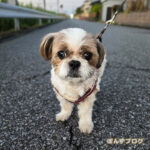 早朝散歩あるある