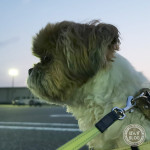 涼しい夏で終わらず。