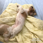 遊んでいた名残。