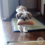 かぼ獣の居ぬ間に！