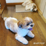 おさんぽ、ほどほど。