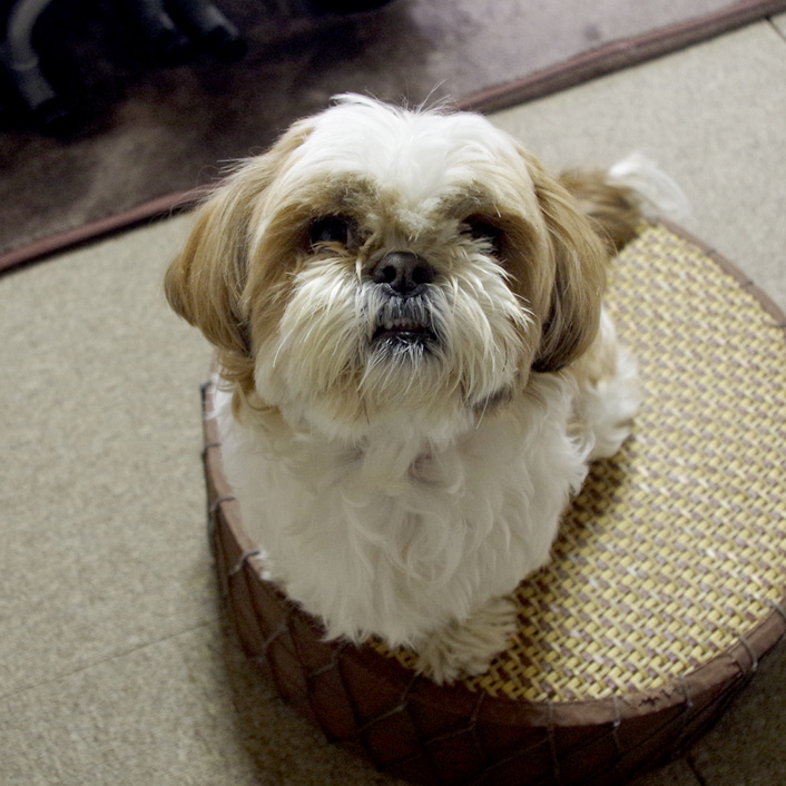 かぼすも、お手！