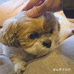 『かぼす遊び』