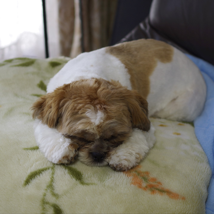 かぼす、ベスト両手もふ寝ショット！