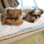 かぼすちょっかい