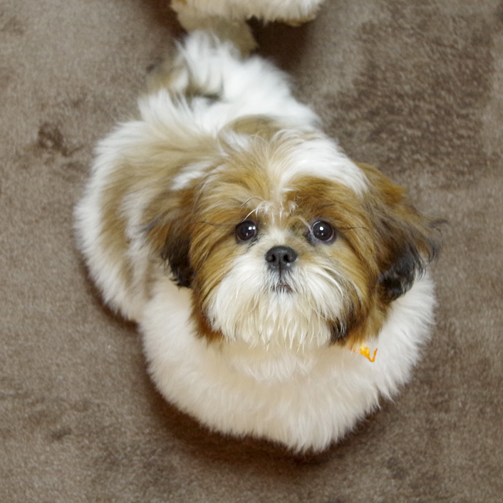 か、かぼす姫？！