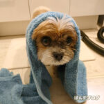 マラセブしっかりつけ置き洗い