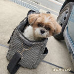 ノ、ノミが・・・