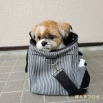 かぼまる子ちゃん。