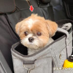 かぼす、早めのカット。