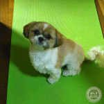 お散歩お休みかぼ。