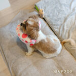 ペロペロ防止のカラー、固まっちゃう？