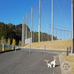 かぼすよう日。