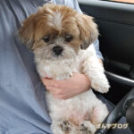 未だトリミングが怖い、かぼす