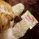 おいら、どきどきかぼ。