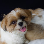 かぼす２歳、家族対面です！