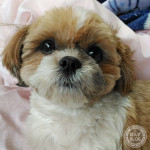 かぼすの耳が・・・改善？