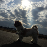 神獣かぼす・・・！？