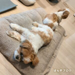 カイカイなんとか収まりました