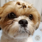 リボンたぬき。