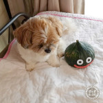 あたらしい『なかま』!?