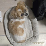 かぼす、やっぱり寂しいよね