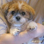 かぼす１２歳になりました！