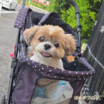 かぼす、おでかけ久しぶり！