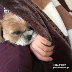 夜は、かぼすカイロ。