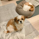 お笑い犬、かぼす。