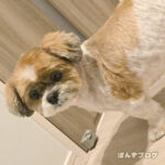 2026年もたぬきモードのかぼす