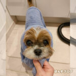 とっても良い子な、かぼす！