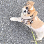 『かぼちゃーん』って呼ぶと、振り向きます