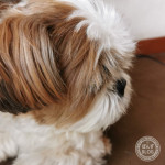 考えるもふもふ。