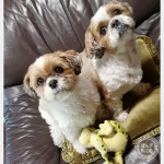 遊んでくれはしなくとも。