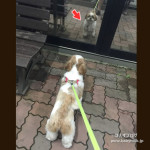 この子は誰ぽんず？